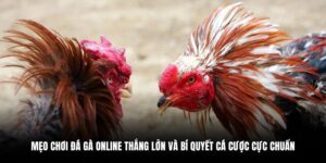 mẹo chơi đá gà online