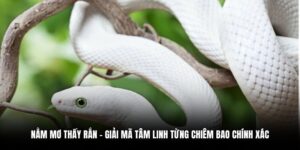 nằm mơ thấy rắn